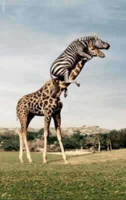 Zebras ant žirafos