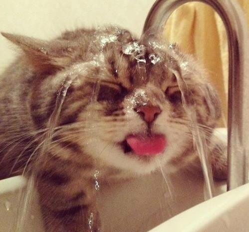 Katinas po čiaupu